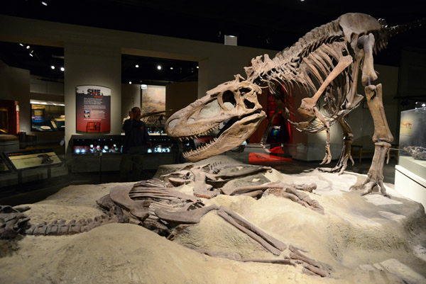 Daspletosaurus, Cretaceous Period, 144-65 Million Years ago