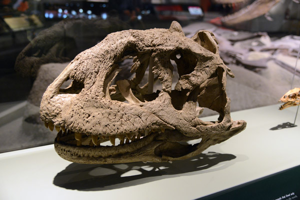 Theropod dinosaur skull, Cretaceous Period, 144-65 Million Years Ago