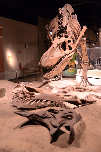 Daspletosaurus, Cretaceous Period, 144-65 Million Years ago