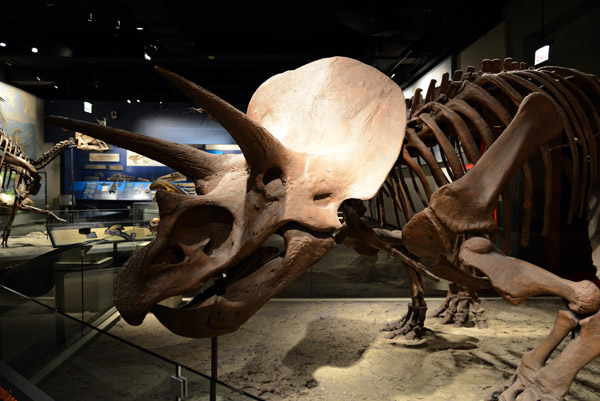 Triceratops, Cretaceous Period, 144-65 Million Years Ago