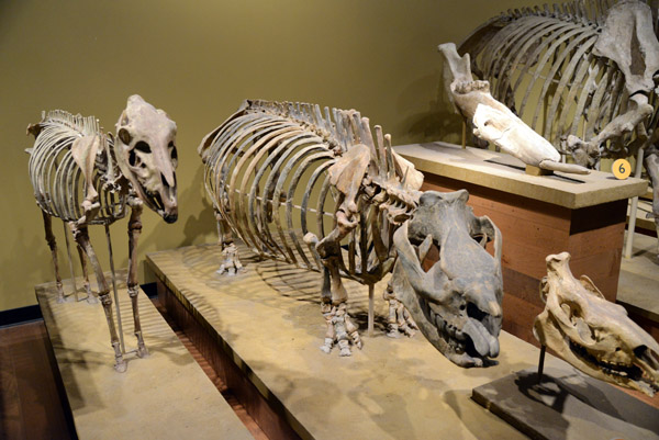 Telecameras, an early rhinoceros from the Miocene Period, 23-5 Million Years Ago
