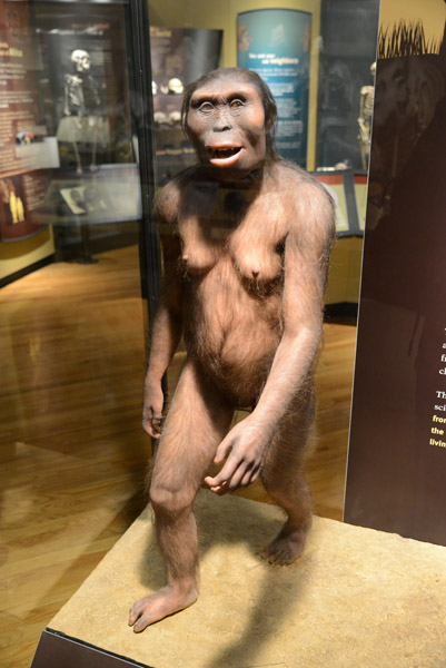 Model of an early Hominid
