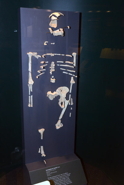 Australopithecine hominid Lucy (cast) 5.3-1.8 Million Years Ago