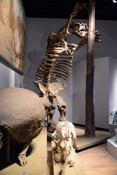 Megatherium americanum, Giant Ground Sloth, Pleistocene Period Argentina
