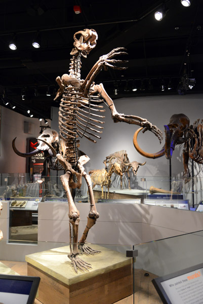 Arctodus simus, Short-Faced Bear, Pleistocene Period