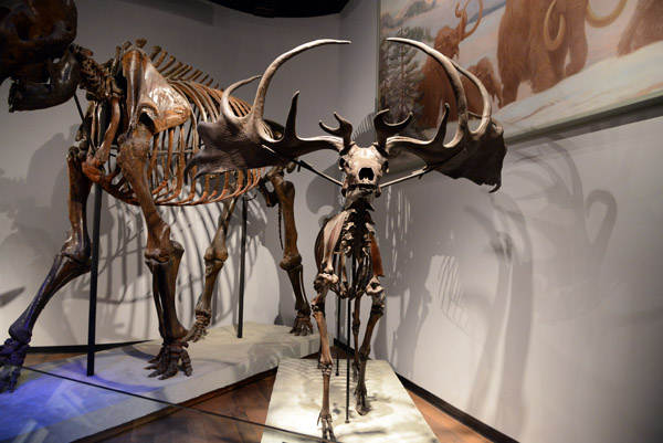 Irish Deer, Megaloceros giganteus