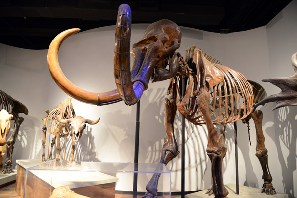 Mammuthus primigenius, Mammoth, extinct 10,000 years ago