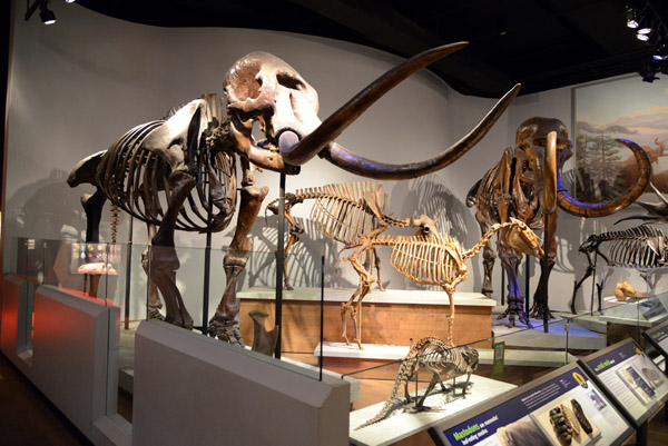 Mastodon, also extinct 10,000 years ago