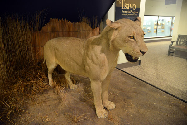 Lion - the Man-Eater of Mfuwe, Zambia