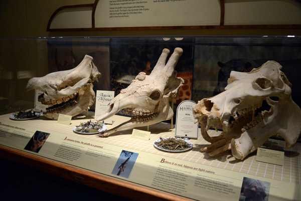 Skulls of a rhino, giraffe and hippo