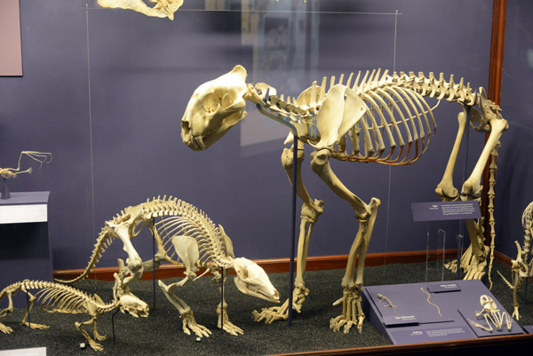 Tiger skeleton