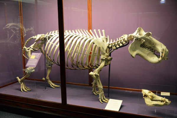 Hippopotamus skeleton