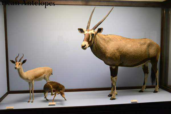 African Antelopes - Gemsbok (Oryx), Gazelle and Cavendish Dik-Dik
