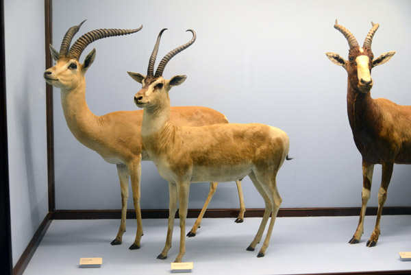 Gazelle and Blesbok