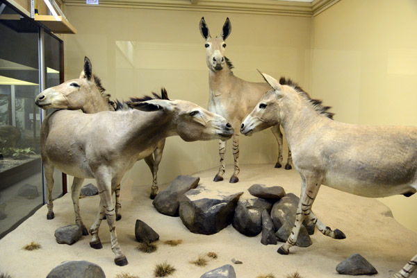 Somali Wild Ass (Equus asinus somalicus)