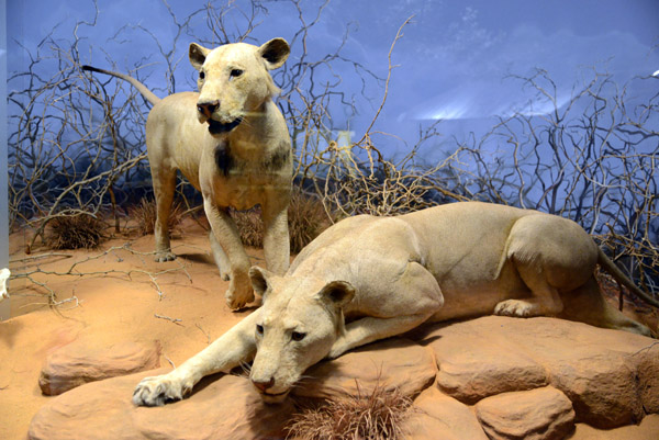 Lions - the Man-Eaters of Tsavo