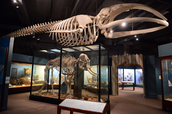 Whale and elephant skeletons