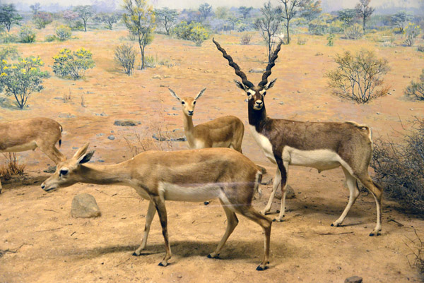 Blackbuck Antelope and Indian Gazelle