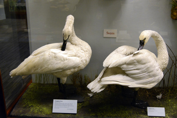 Trumpeter Swan and Tundra Swan