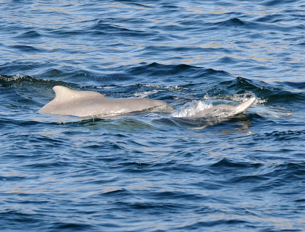Humpback Dolphins (Sousa chinensis)
