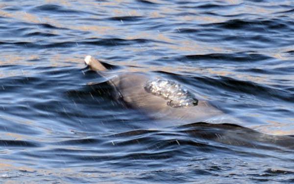 Initial exhale of bubbles as Humpback Dolphin surfaces