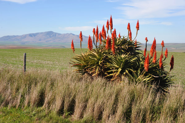 Overberg to Wine Country