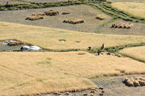 Grain harvest, Qazi Deh, Wakhan Valley, Afghanistan