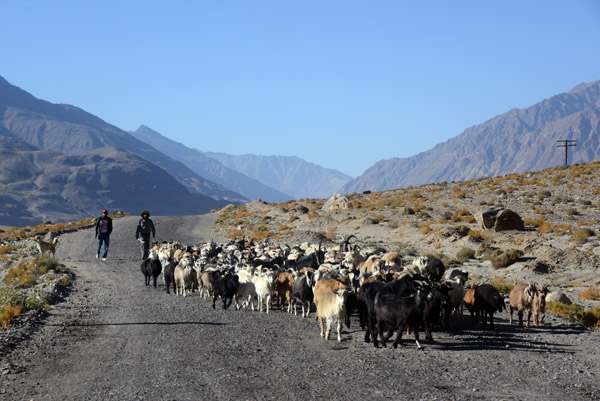 A common sight in Central Asia, herders moving their flock along the road