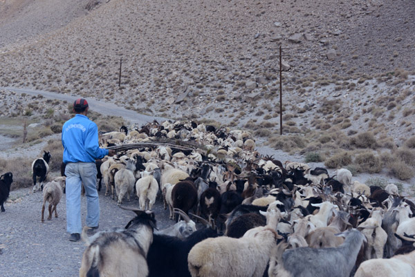 Sheep-Jam, Wakhan Valley, Tajikistan