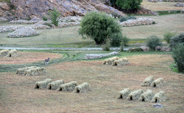 Donkey waits by the harvest across the river in Afghanistan