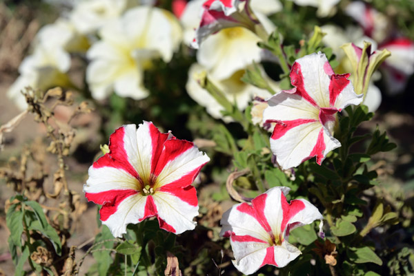 Pamir Botanical Gardens