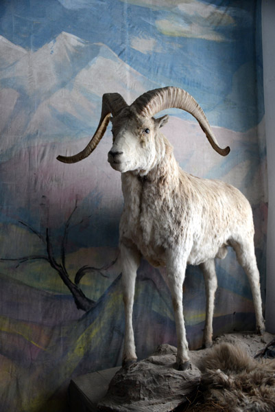 Marco Polo sheep (Ovis Poli)