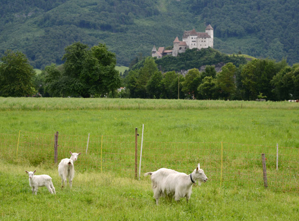 Goats with Burg Gutenberg, Liechtenstein