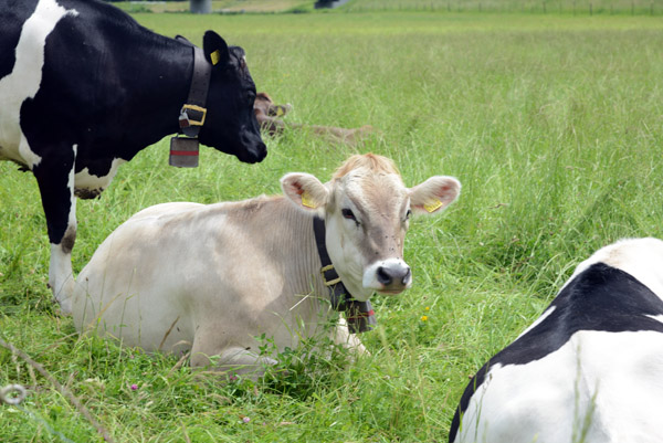 Cows along the bike trail, Feldkirch