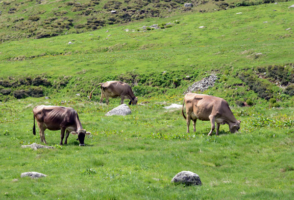 Alpine meadow with cows grazing, Oberalppass