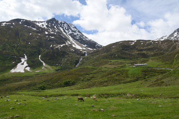 Alpine meadow with cows grazing, Oberalppass