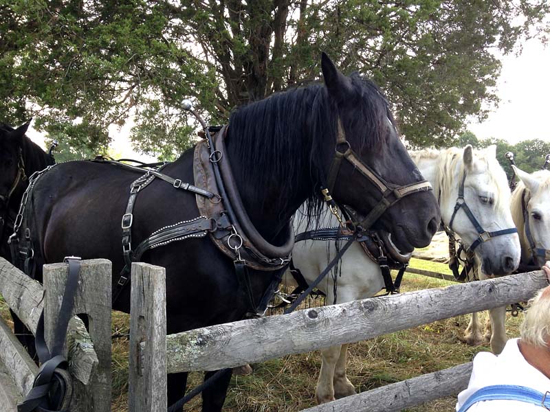Horsepower