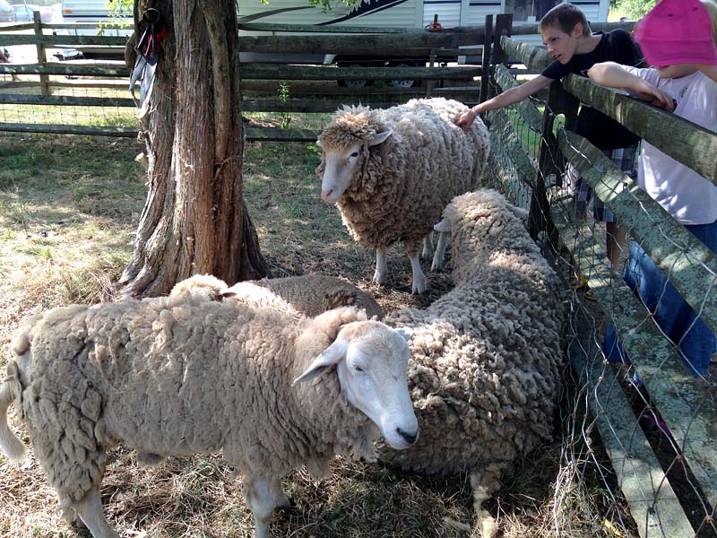 Wool on the Hoof