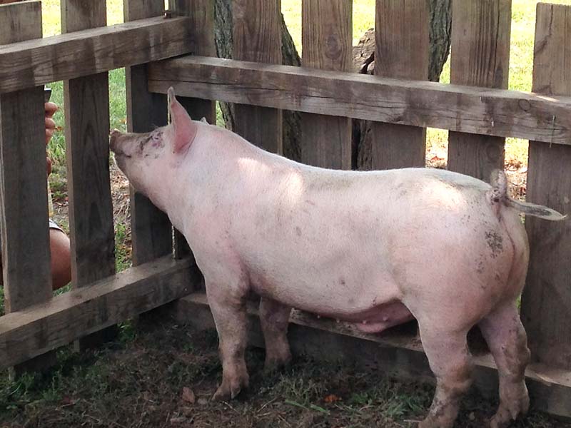Curious Pig