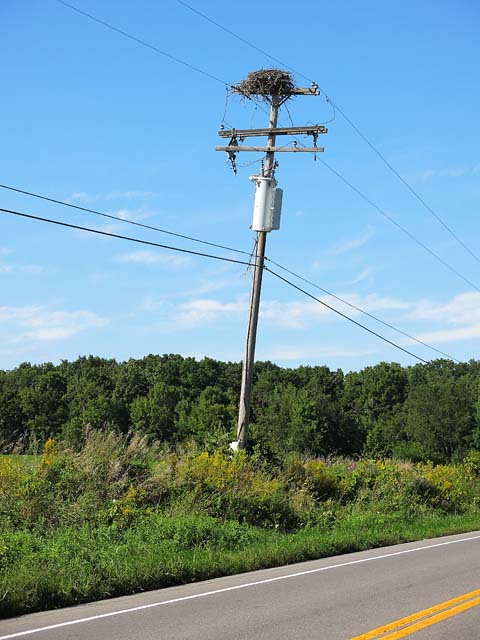 Birds Nest