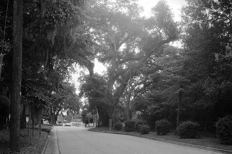 Trees Rule!