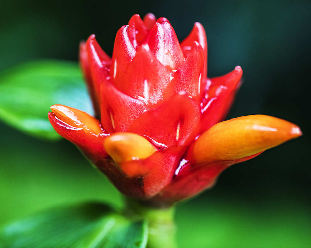 Hawaii Tropical Botanical Garden