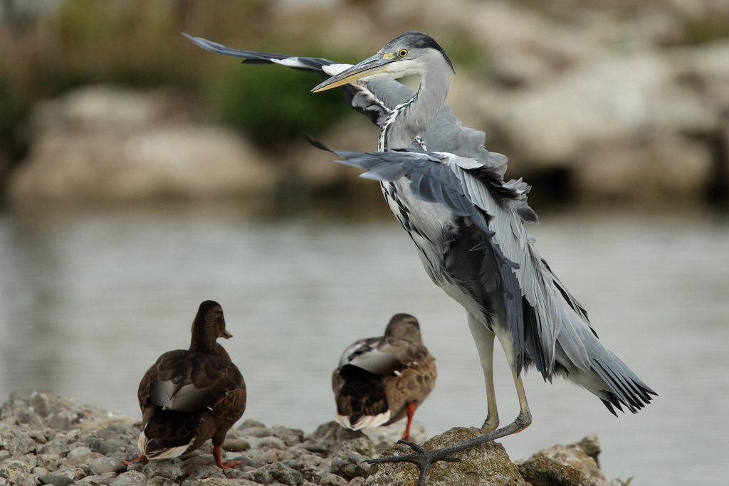 Grey Heron