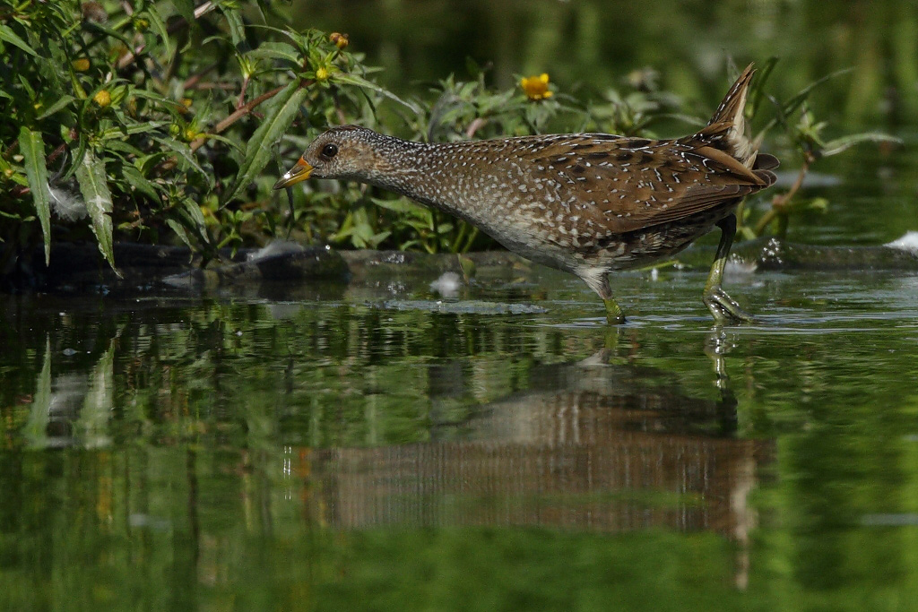 Spotted Crake