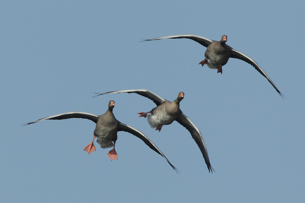 Greylag Geese