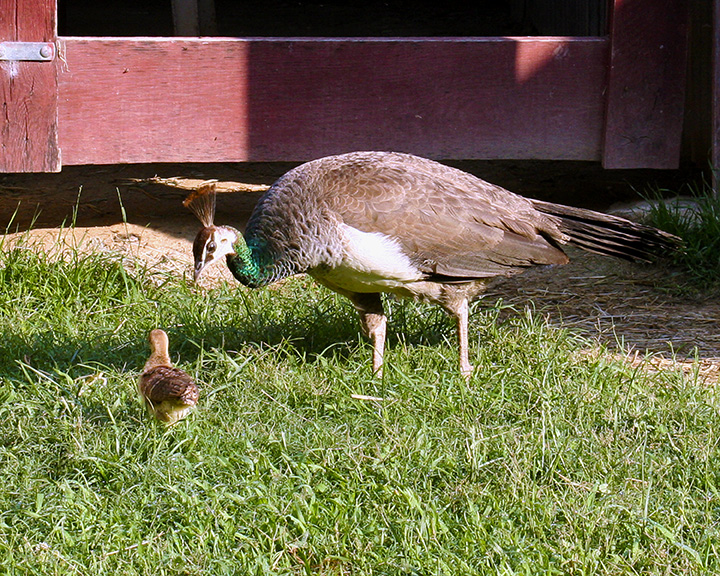 IMG_3893a 8x10 june.jpg