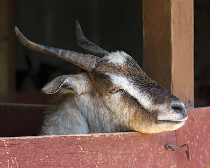 _MG_0069a 8x10 goat.jpg