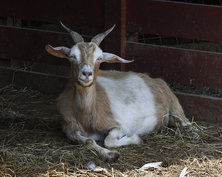 _MG_8582a 8x10goat.jpg