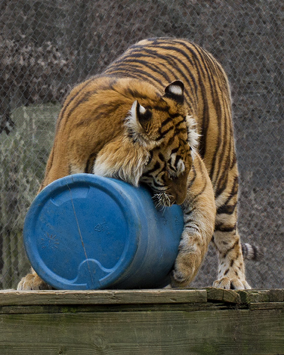 _MG_7613a 8x10am.jpg
