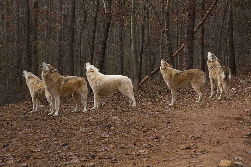 _MG_3476a 8x12wolfpack.jpg